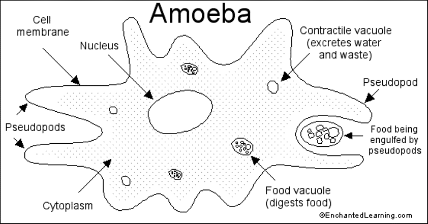 Amoeba.jpe