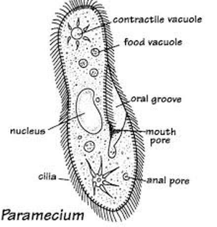 Biology Diagram Of Paramecium And Amoeba With Their Functions