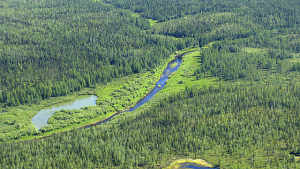 East Siberian Taiga