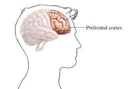 prefrontal cortex