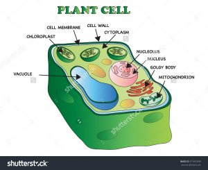 BIO7