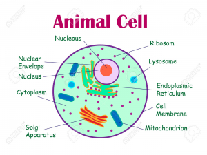 Animal cell diagram. Vector illustration