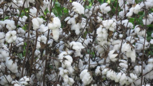 COTTON