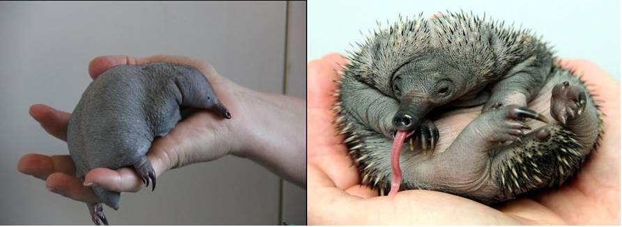 baby echidna before and after