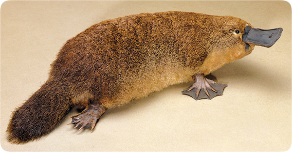 duckbill platypus