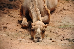 Bored Camel