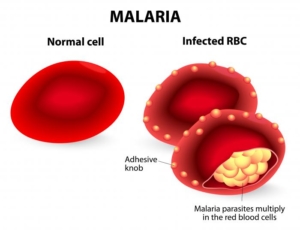 malaria-parasites-invade-the-red-blood-cells-multiplying-quickly